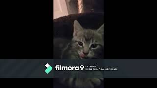 Sorry for the Watermark - 7 week old kittens