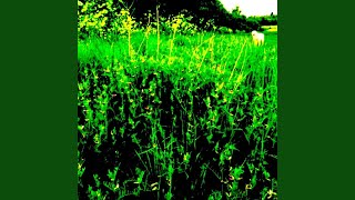 Bradlaugh Fields Forever