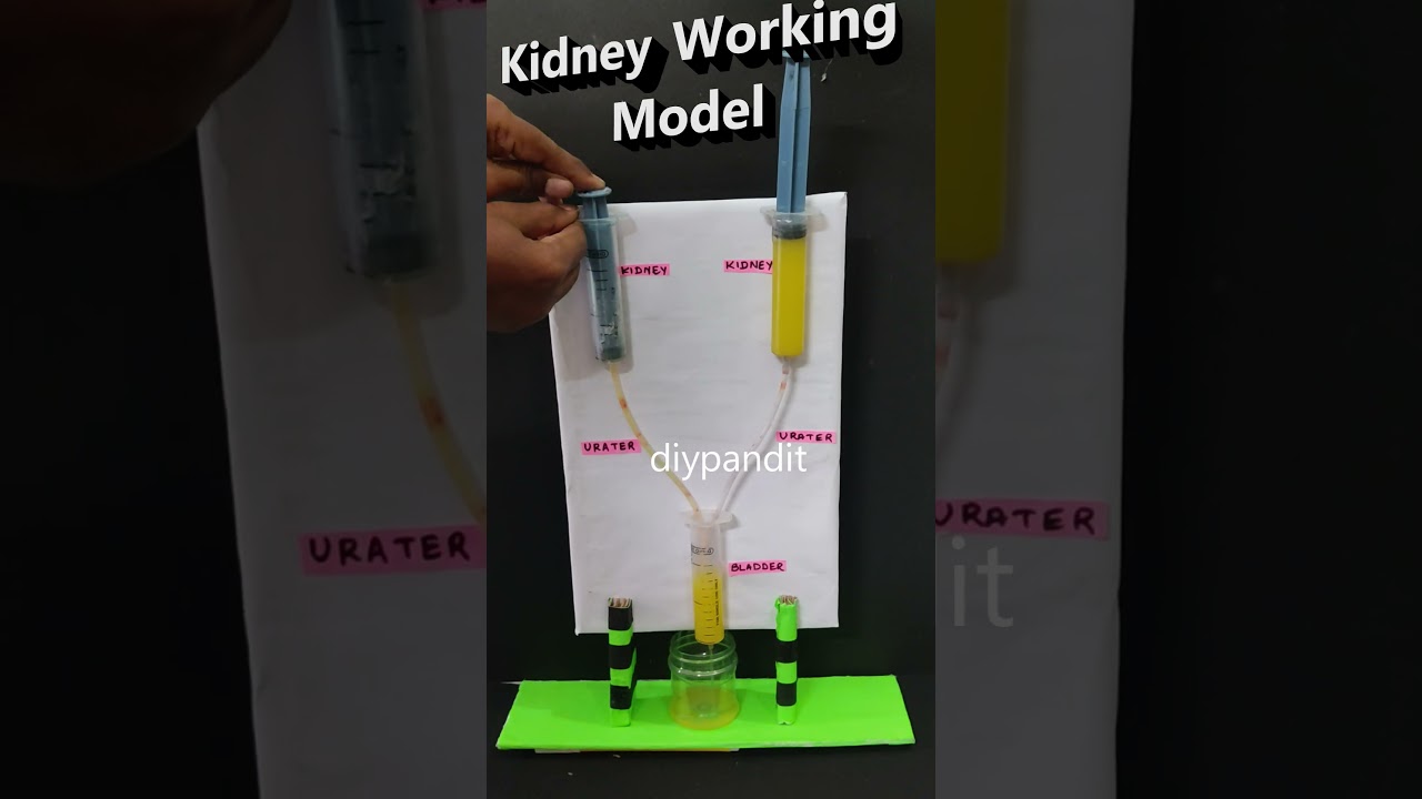 kidney working model using syringes - science project - - #shorts  | DIY pandit