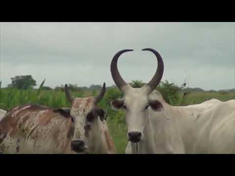 MOTIVOS LLANEROS BRAULIO PALMA