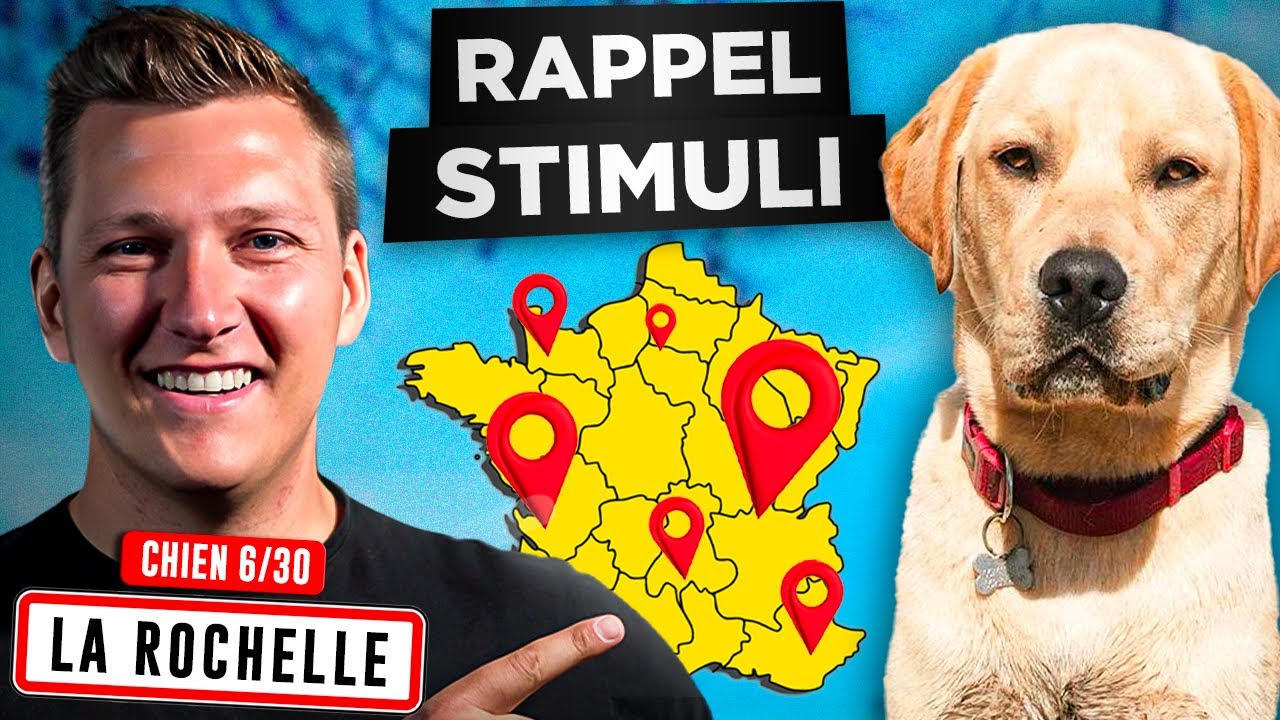 Apprendre le rappel à son chien, Quoi faire quand il ne revient pas  l  Jour 6