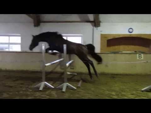 Hengst von Clintord 1 - Leonardo - Zyklop - Mahatma  1tes Freispringen