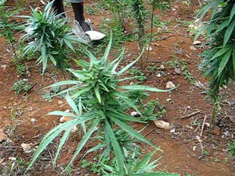 Herb Field in Jamaica