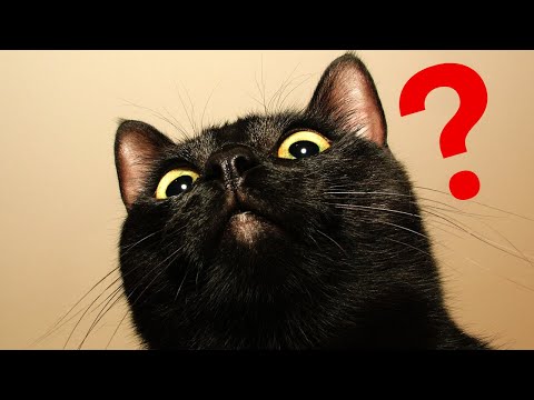 12 Amazing Facts About BLACK CATS