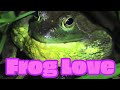 Hip Hop Frogs Real And Crazy Frog Calls Put In Music Sequencer