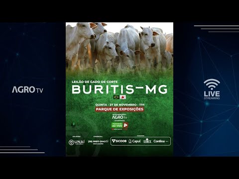 LEILÃO DE GADO DE CORTE BURITIS - MG - 27/11/2025