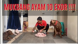 Download lagu FLOKI AND THE CLAN'S FIRST TIME MUKBANG CHICKEN IN THE NEW HOUSE mp3