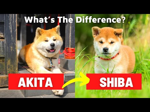 AKITA INU vs SHIBA INU - Which is Better? - Dog vs Dog