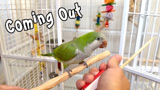 Quaker Parrot Learning to Come Out