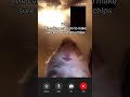 Hamster Calling Meme TheManniiShow Com Series