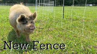 New Fencing for the Kunekune pigs!