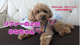 ひなちゃんの日常#犬のいる暮らし #犬 #トイプードル 