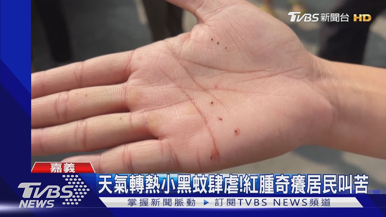 一打9隻!天氣熱小黑蚊肆虐 紅腫奇癢居民叫苦