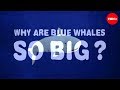 Why Are Blue Whales So Enormous Asha De Vos