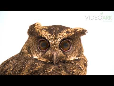 Otus everetti Filipiny