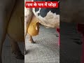 Udder abscess in cow //Huge abscess in udder /Suppurative mastitis//गाय के थन में बहुत बड़ा foda