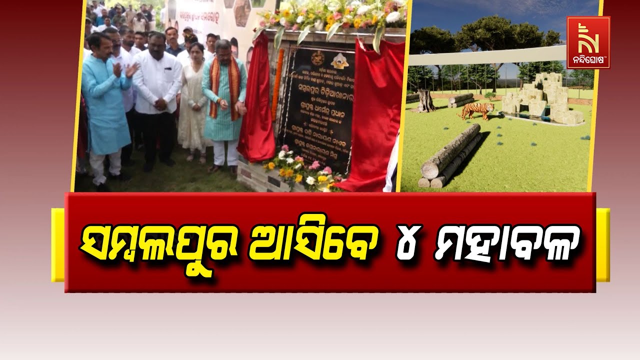 ସମ୍ବଲପୁର ଚିଡ଼ିଆଖାନା ଆସିବେ ମହାବଳ । ବେଙ୍ଗଲ ଟାଇଗର ସହ କୁ