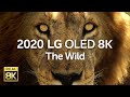 2020 LG OLED 8K l  The Wild 8K HDR 60fps