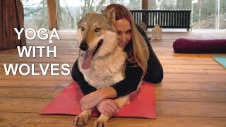 DOG YOGA WITH WOLVES