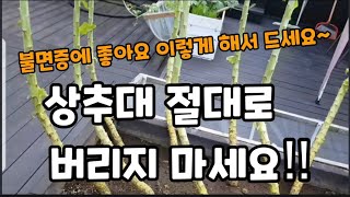 불면증"에 좋은 상추대! 절대로! 버리지 마세요 이렇게 요리해서 드세요~ #상추대효능 #상추대요리방법 #불면…