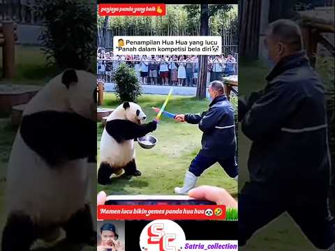 PANDA HUA HUA JADI JAGO BELA DIRI ! aksinya bikin penonton ngakak