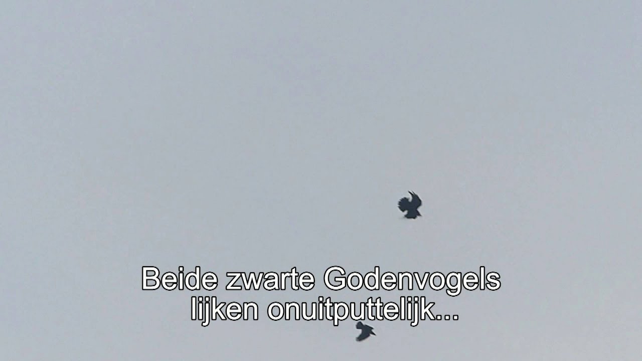 121014 Raaf-Kraai...