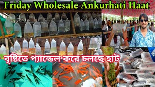Ankurhati Pet Market | Howrah Pet Market | Fish Shop Near Me | Fish Farm Howrah | Fish Market 🐟 