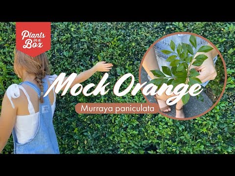 What's a Mock Orange Hedge? | Murraya Peniculata Quicks Facts Let's Make Gardening Easy