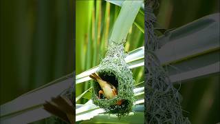 Download lagu Watch This Incredible Baya Weaver Bird Build a Stunning Nest! #birds #birdslover mp3 Download lagu Watch This Incredible Baya Weaver Bird Build a Stunning Nest! #birds #birdslover mp3