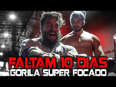 GORILA A 10 DIAS DO EUROPA PRO !!!