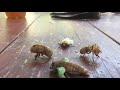 Cicada after shedding it’s skin
