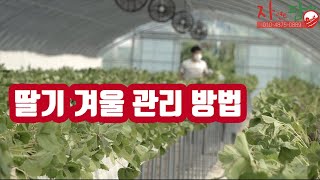 겨울 딸기 관리 방법 공개 따라만해도 성공하는 농법