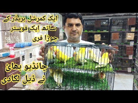 Lovebird Me Deal Agae 1 Pair Ke Sath 1 Breeder Foster Pair Free in Urdu