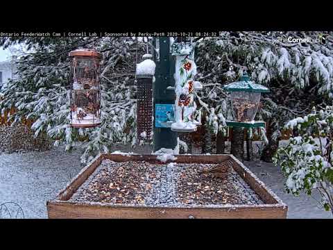 White-crowned Sparrow Stops By Feeder Tray In Ontario – Oct. 21, 2020