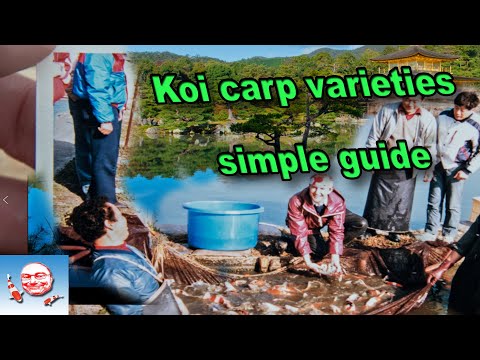 Koi Carp Varieties.