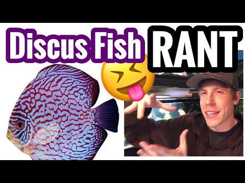 Discus Fish Tank Care - Overrated and Expensive