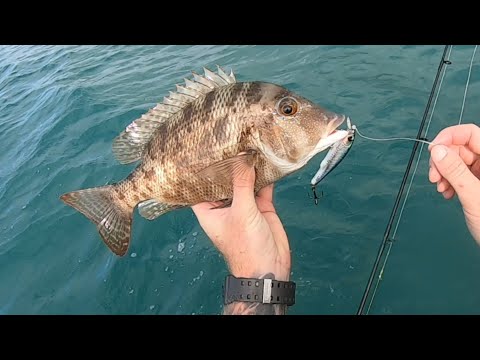 SPEARFISHING TROPICAL REMOTE ISLAND ON A JETSKI!