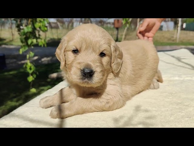 Golden Retriever cachorro en venta