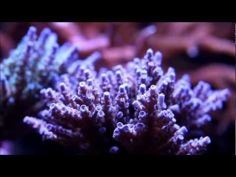 Dzidek's Reef Tank