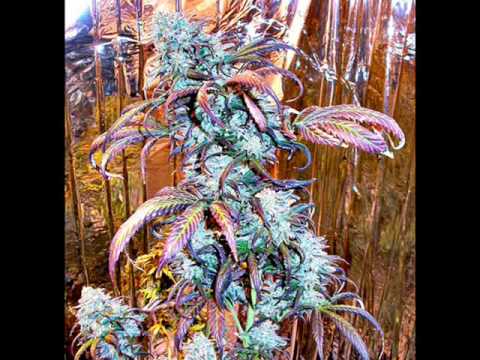 Blaya dub Playa Dodaj vamo.wmv