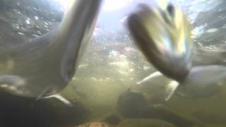 preview picture of video 'Underwater Footage Of The Herring Run - Charles River, Watertown, MA'