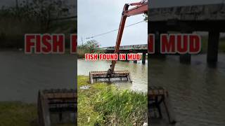 Download lagu Fish Found in Mud mp3 Download lagu Fish Found in Mud mp3