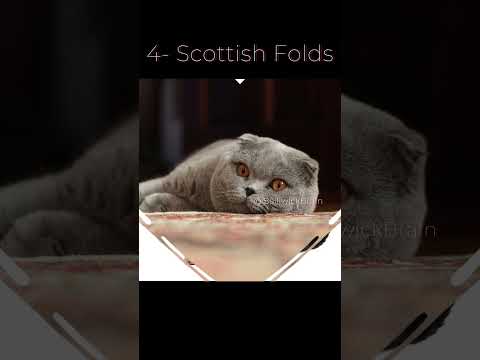 The 5 Best Cat Breeds for First-Time Owners 2023 #cat #shorts #short