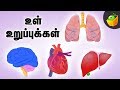 Know Your Body Inside Your Body Internal Part Tamil Learning Videos