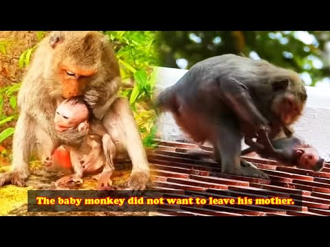 The big monkey was angry and clung to his mother monkey, he refused to let her go.