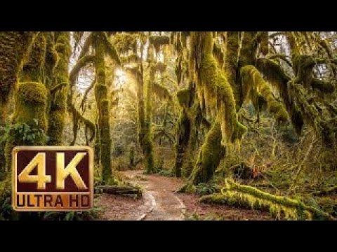 The Best Documentary Ever - 4K, Hoh Rain Forest Nature Relaxation Video