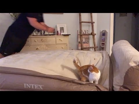 Cat Launched By Owner's Air Mattress