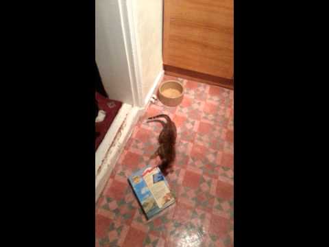 Bengal kitten vs porridge box
