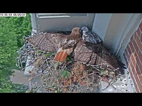 Protective Red-Tailed Hawk Momma SU-Sue