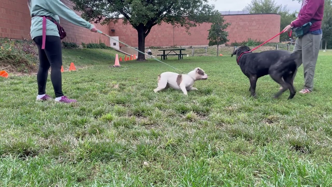 Boaz's Leash Test